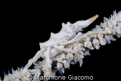 Skeleton shrimp:Moal Boal, Cebu 2008
Nikon D200 , 60 mac... by Marchione Giacomo 